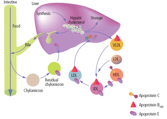 Chylomicron, VLDL, LDL, and liver cholesterol metabolism