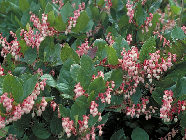 Salal (Gaultheria shallon)