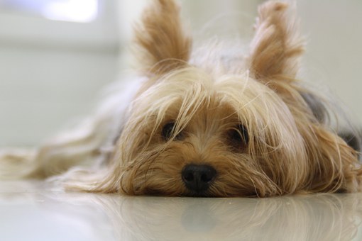 How Long Do Yorkies Sleep? 
