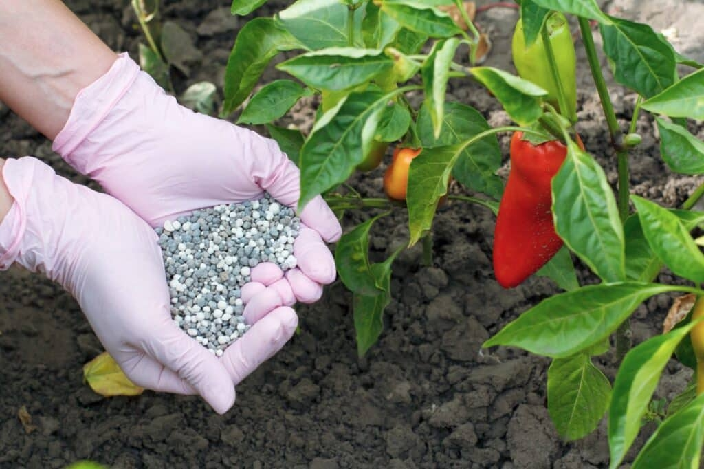 Overfertilizing