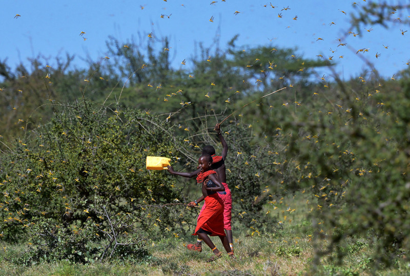 Locusts take flight from ground vegetation as young girls run toward their cattle at Larisoro village near Archers Post, Kenya, on Jan. 21.