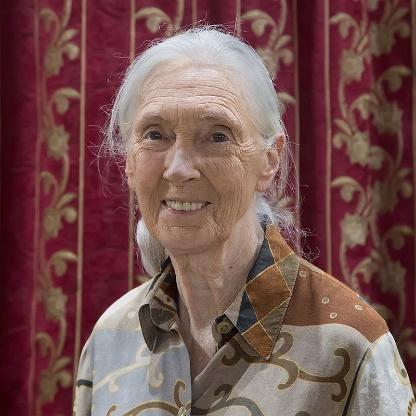 Jane Goodall is a famous British primatologist, ethologist, anthropologist, and protectionist