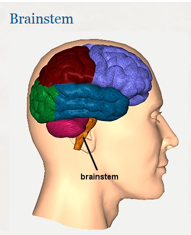 brain stem em