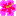 ハイビスカス
