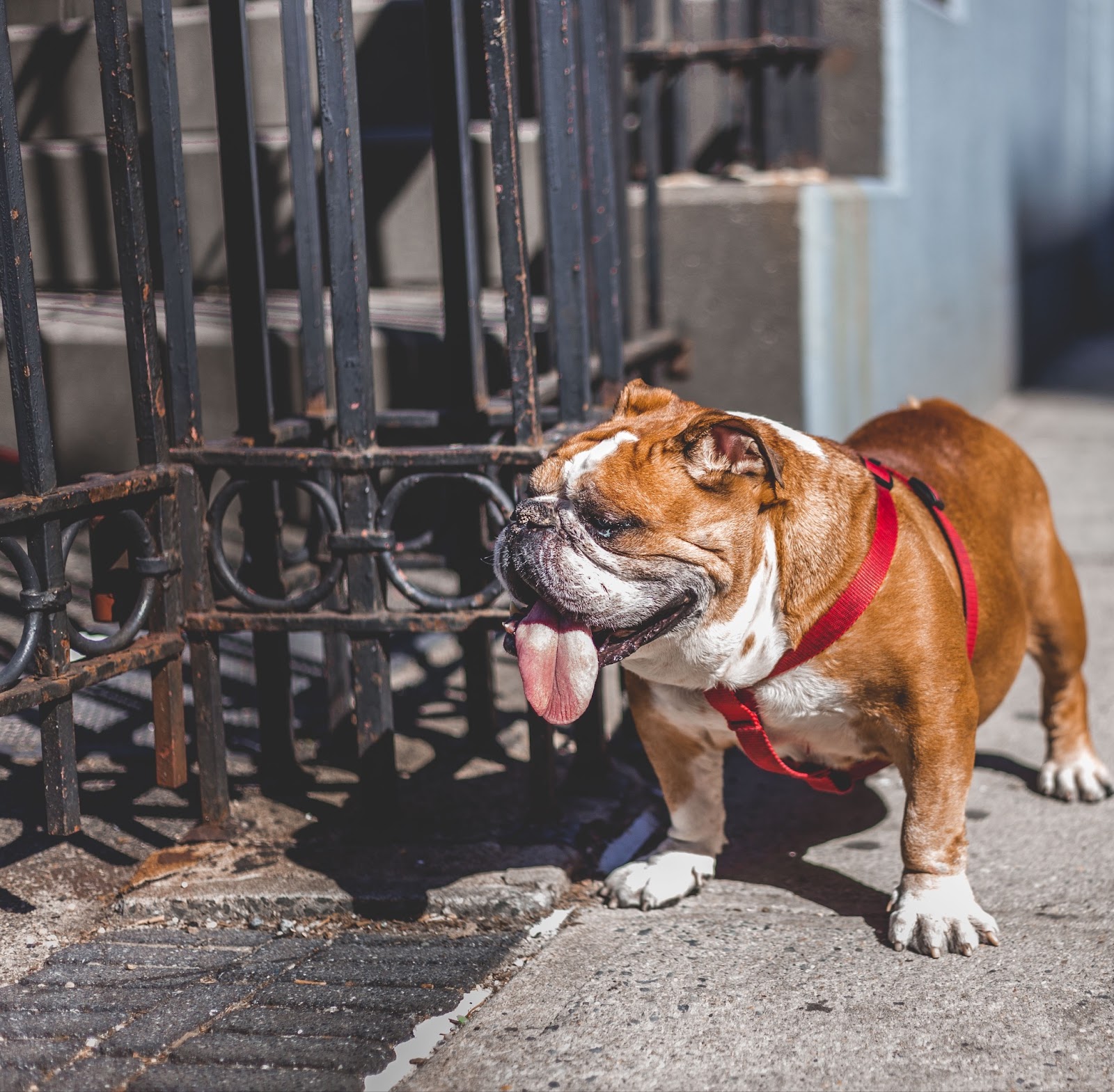 Breeds such as bulldogs are more prone to overheating because of their flat face and brachycephalic genes. 