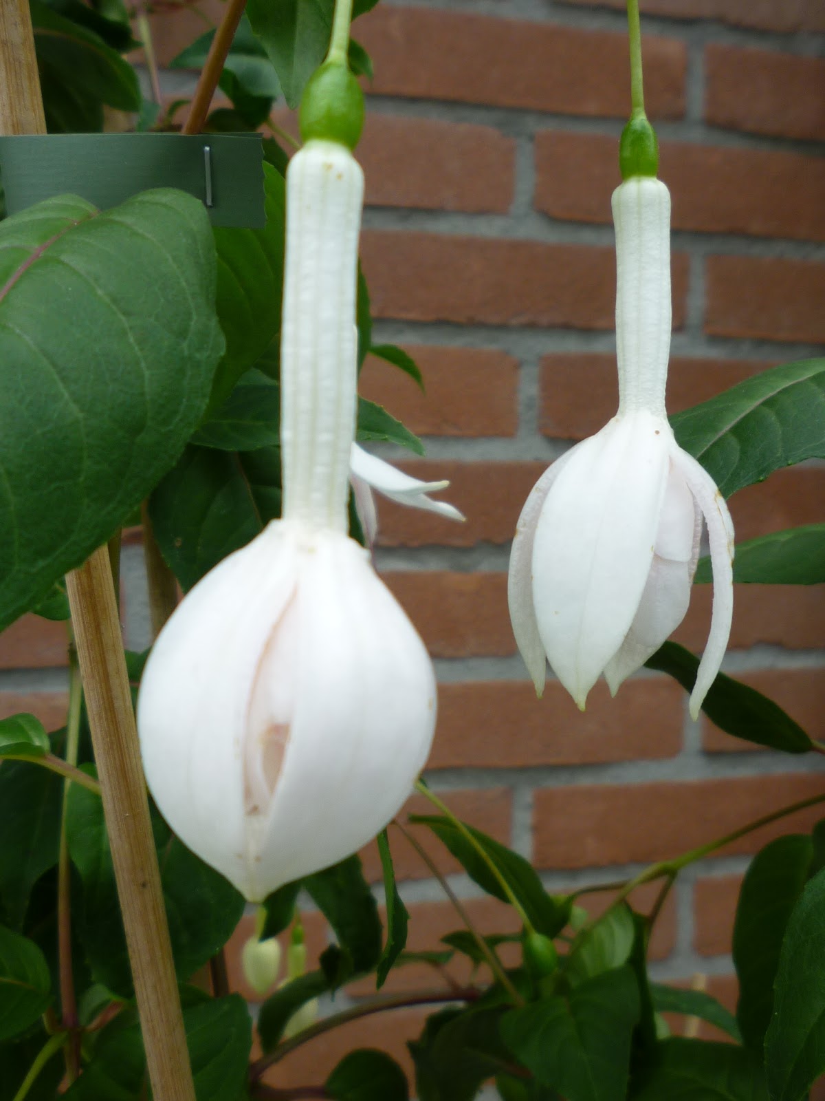 2007084-foto1.jpg