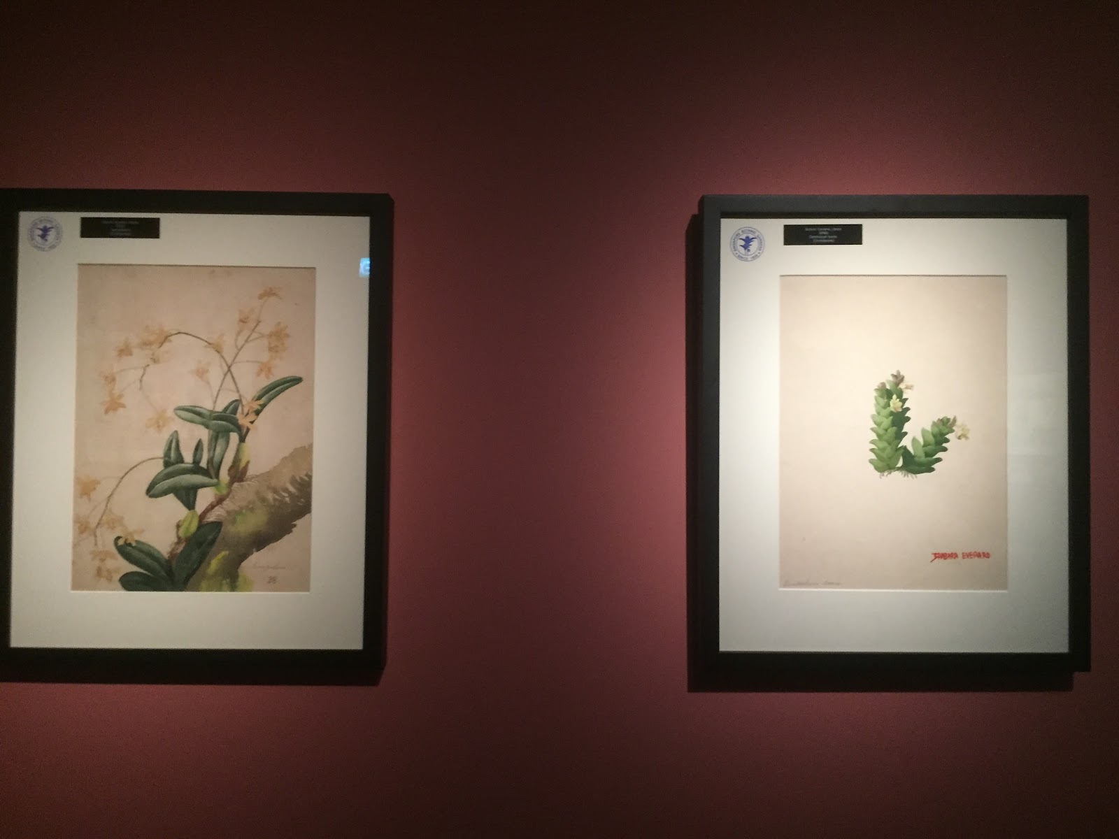 More botanical paintings on display