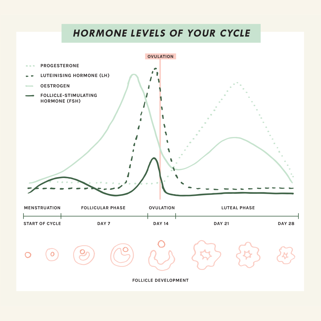 Hormone levels of the female menstrual cycle