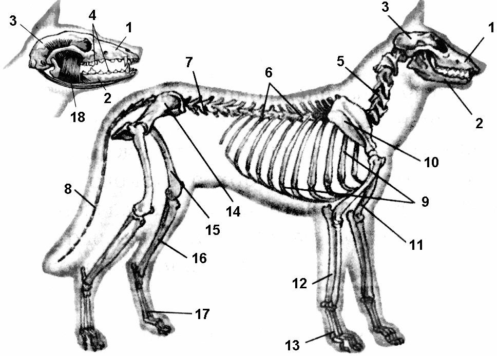 Скелет млекопитающих состоит из 5 отделов