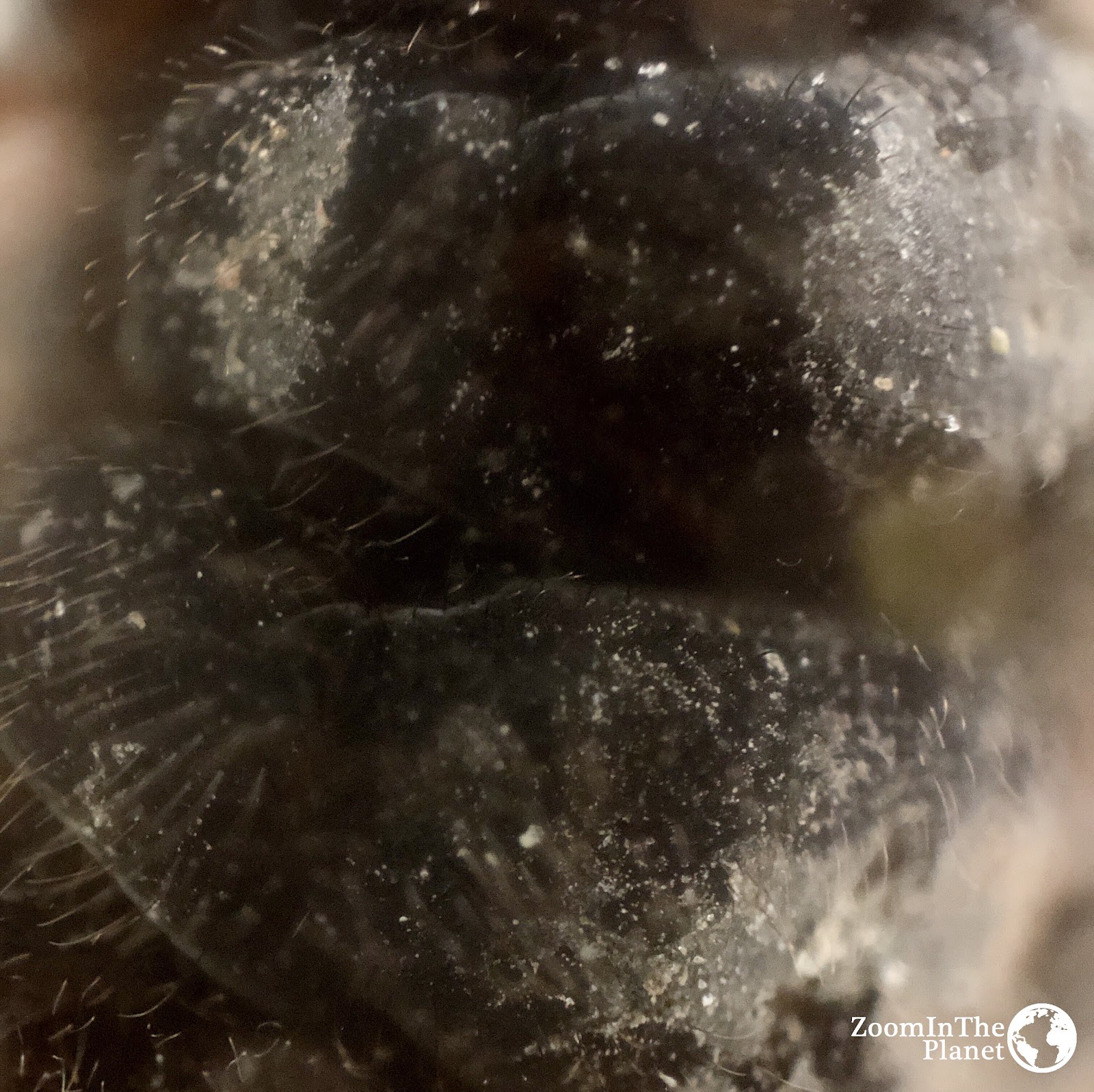 CATERPILLAR