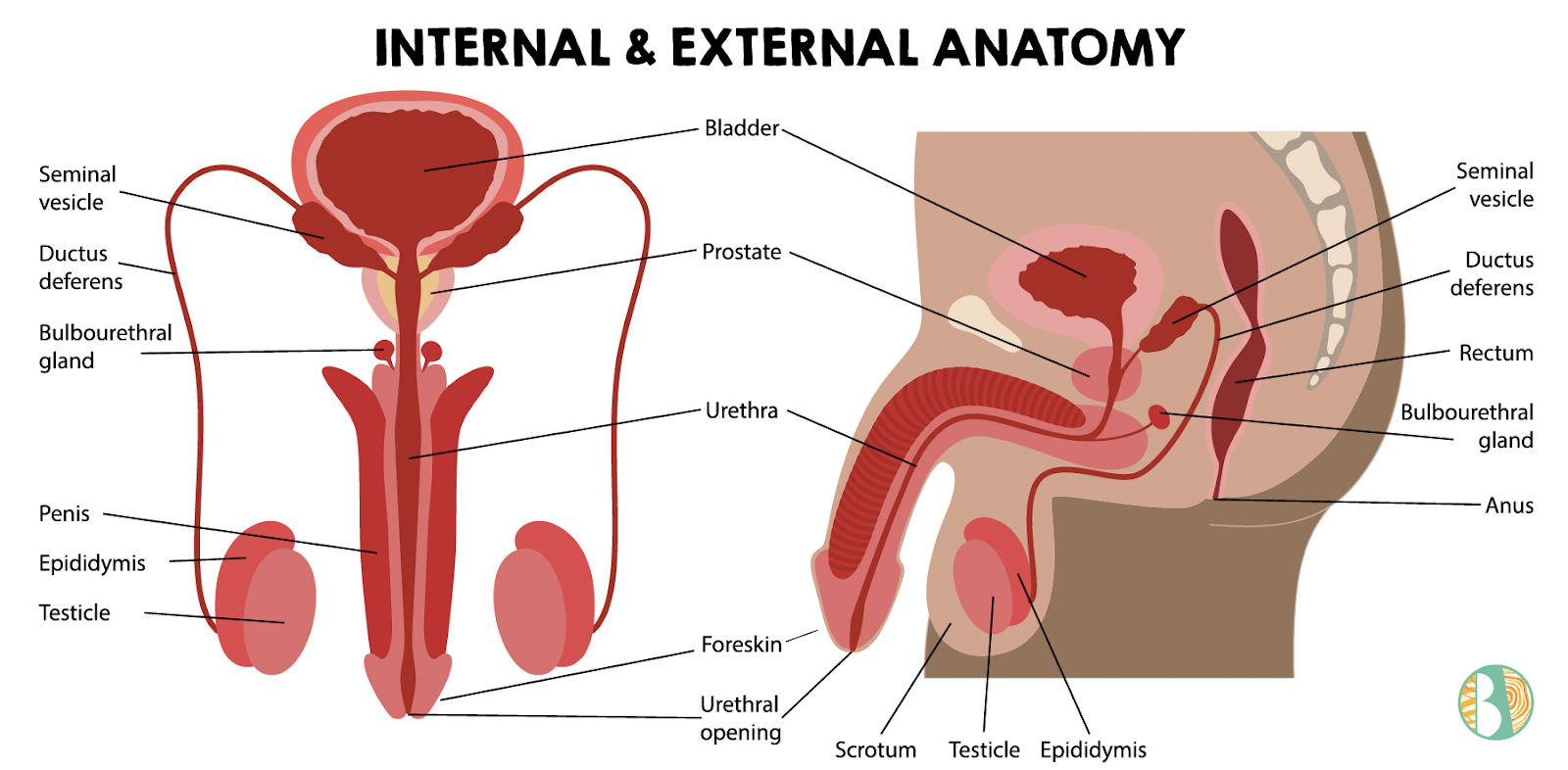 Internal and External Penis and Testes Anatomy Illustration.