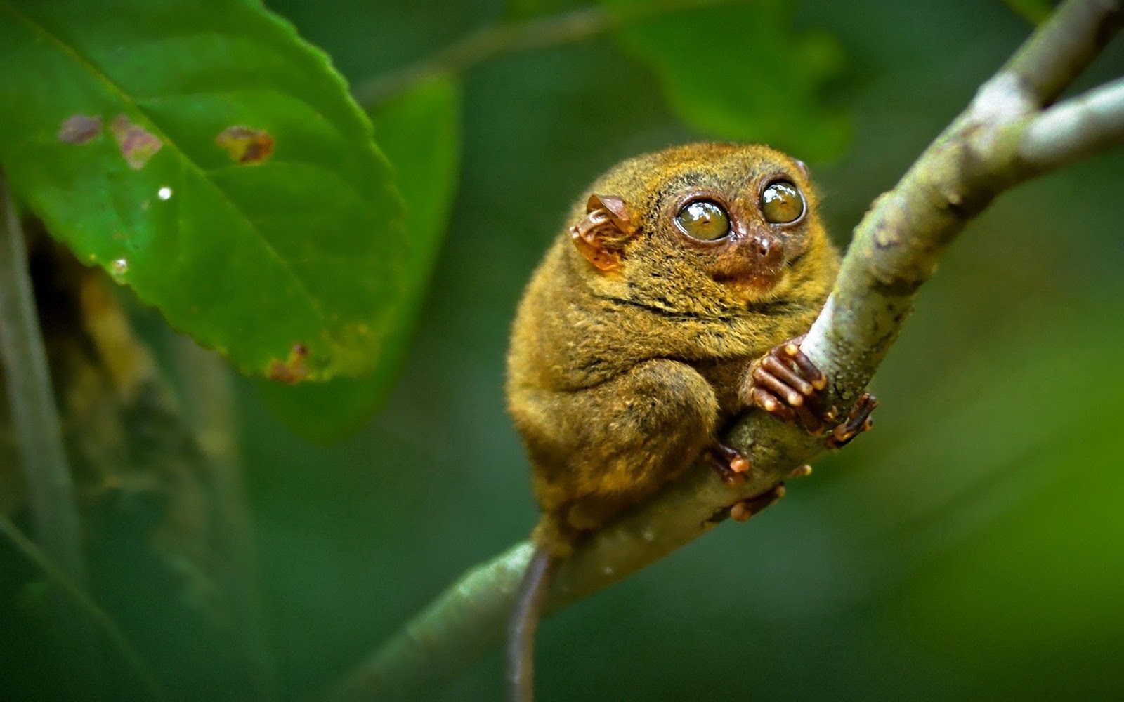 Tarsier