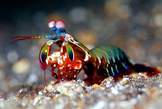 3. Mantis Shrimp หรือ กั้งตั๊กแตน 7 สี 02