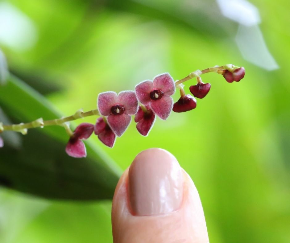 Monteverde Orchid Garden, Costa Rica