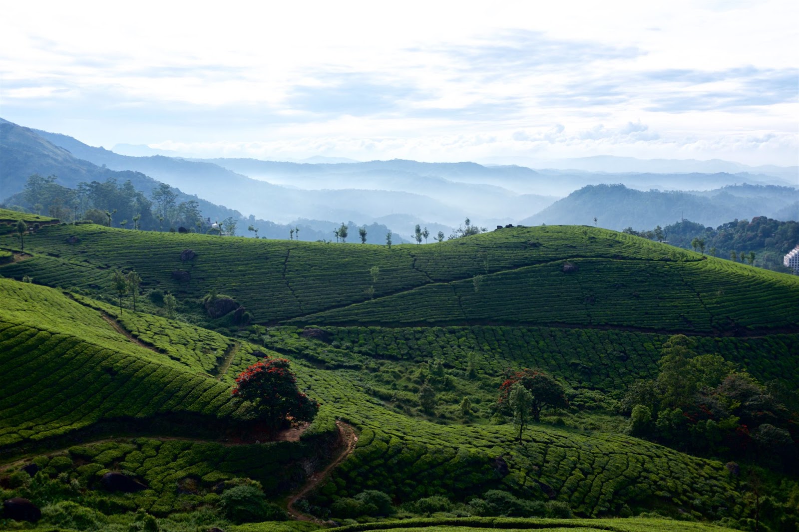 Rolling green hills covered with tea gardens and trees.