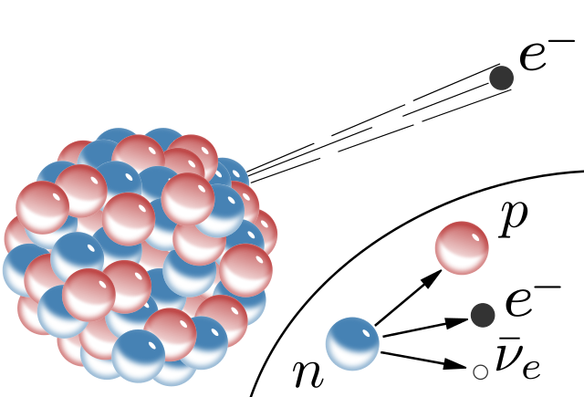 beta decay: a neutron (n) in a radioactive nucleus decays to form a proton (p), an electron (e-), and an antineutrino (v)