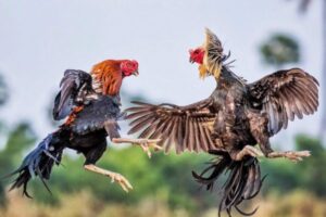 Dụng cụ cần có khi tổ chức đá gà trực tiếp