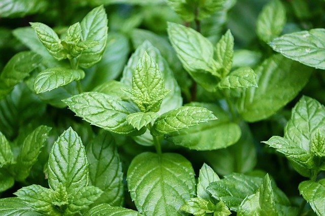 Peppermint vegetables name in hindi