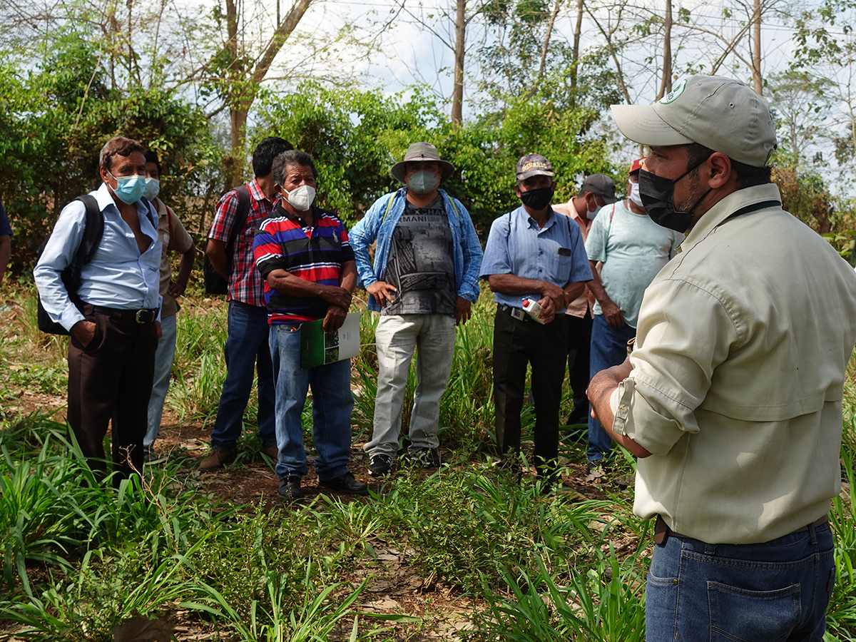 landscale guatemala productores sostenibilidad