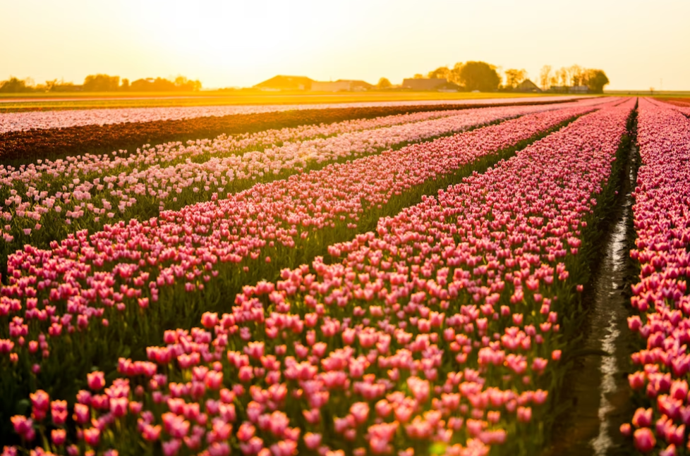 fields with pink tulips and sunset