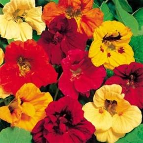http://www.outsidepride.com/images/products/detail/gardenflower/nasturtiumjewel.jpg