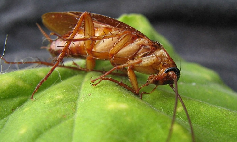 What Does It Mean When You Dream Cockroaches
