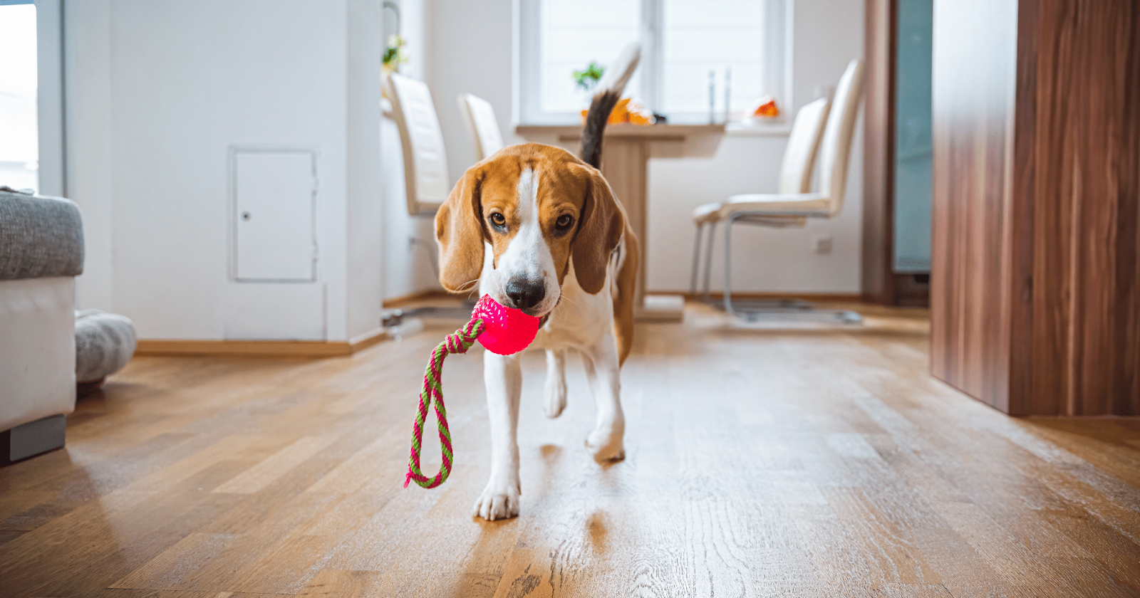 Hound running through house with ball toy in mouth