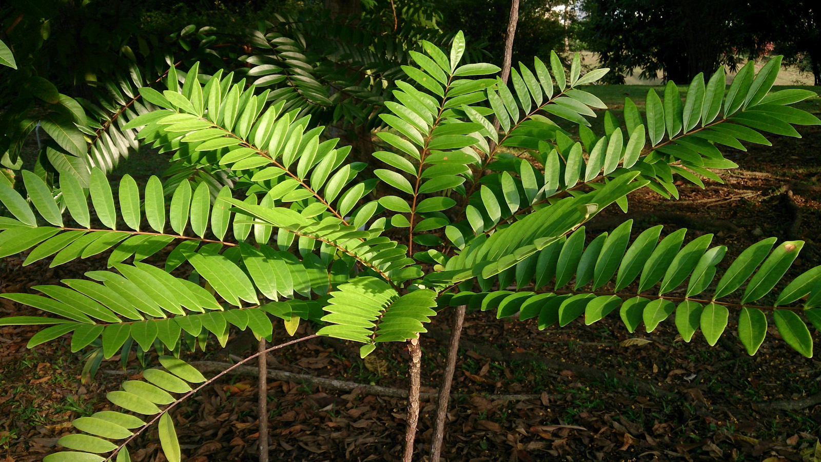 cây mật nhân tongkat ali