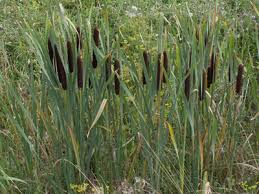 reedmace