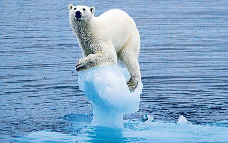 Polar Bear Ice cube.jpg