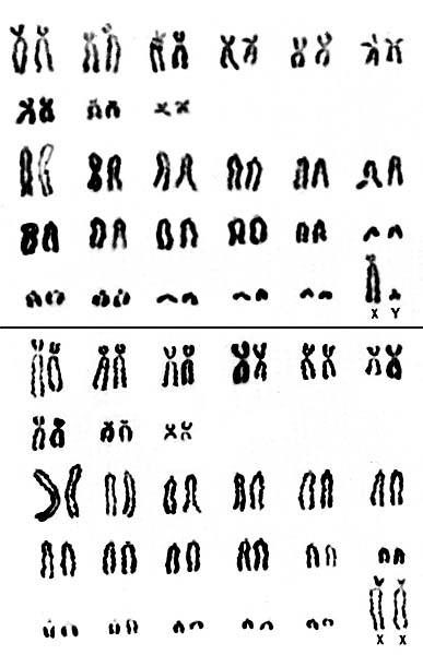 Karyotypes of male and female Cebus albifrons