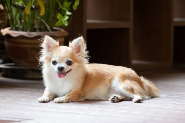 What You Can Do to Help Your Chihuahua Maintain a Healthy Weight