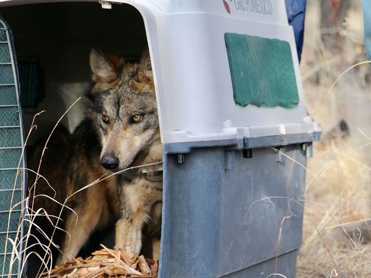 An endangered Mexican gray wolf exits a dog carrier