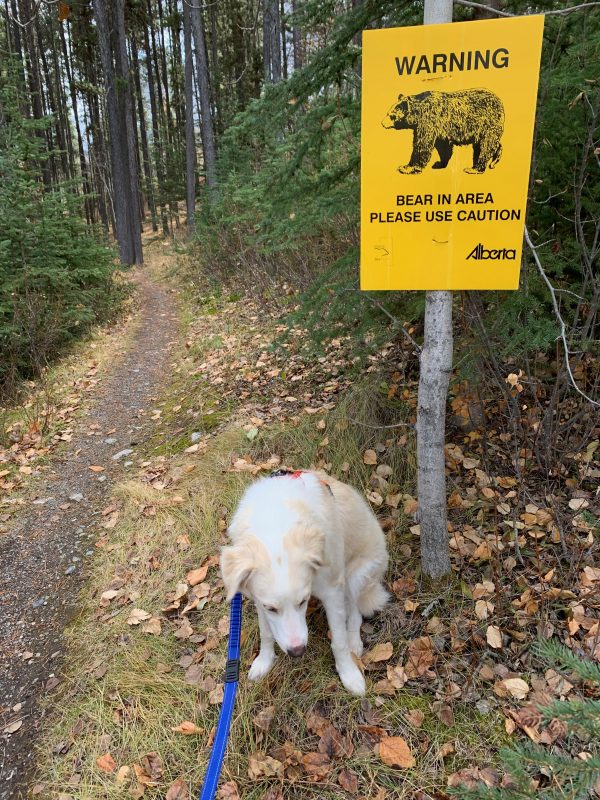 hiking with dogs in the canadian rockies