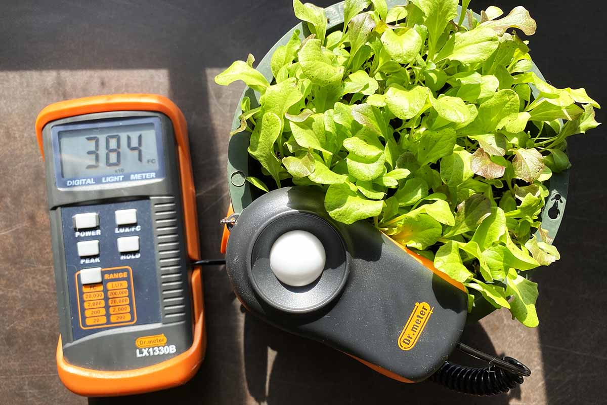 A close up horizontal image of a light meter with a reading of 384fc next to potted lettuce.