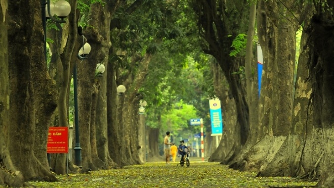 Hàng cây xanh mát tại phố Phan Đình Phùng