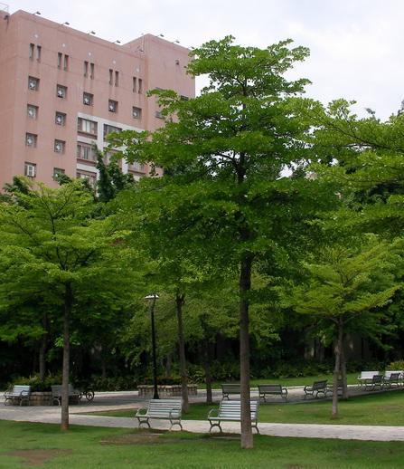 Pohon ketapang kencana