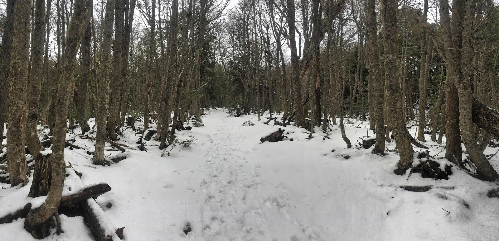 Cerro del Medio forest section of the trail. Ushuaia, Argentina