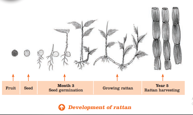 Development of rattan