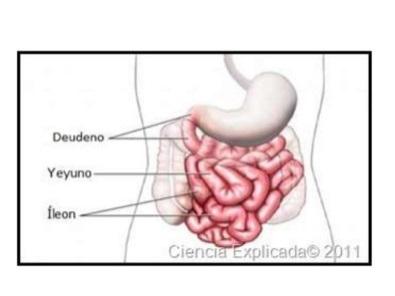 Image result for intestino delgado
