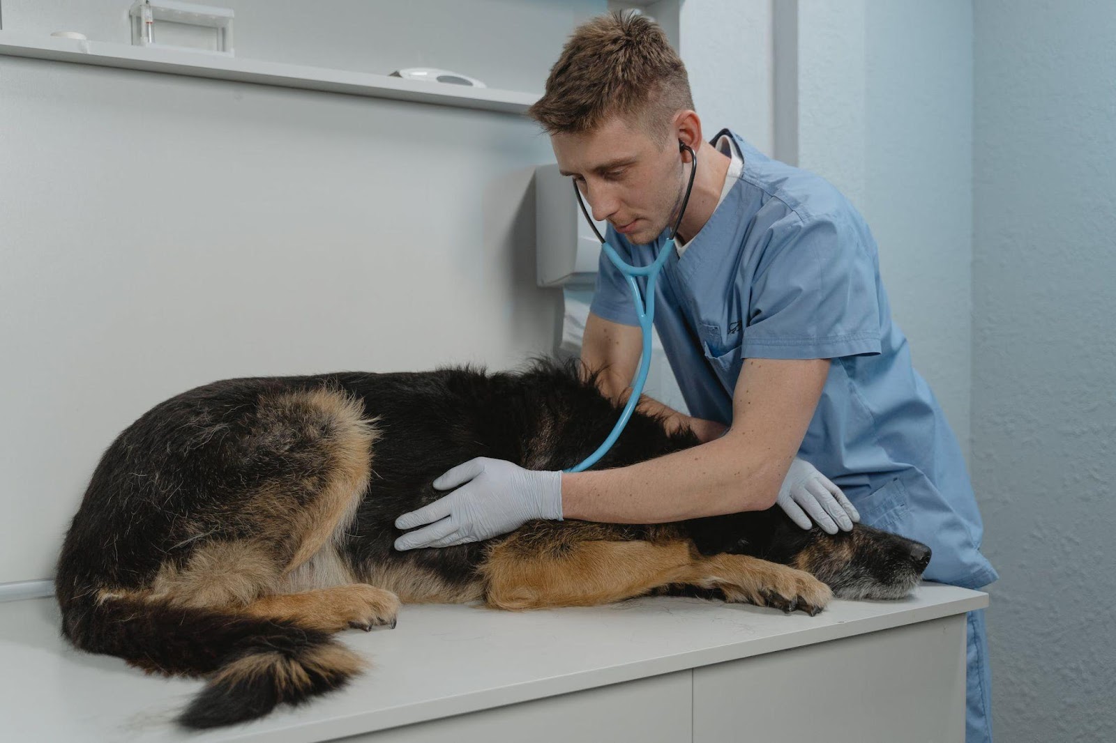 A veterinarian checking a sick dog 