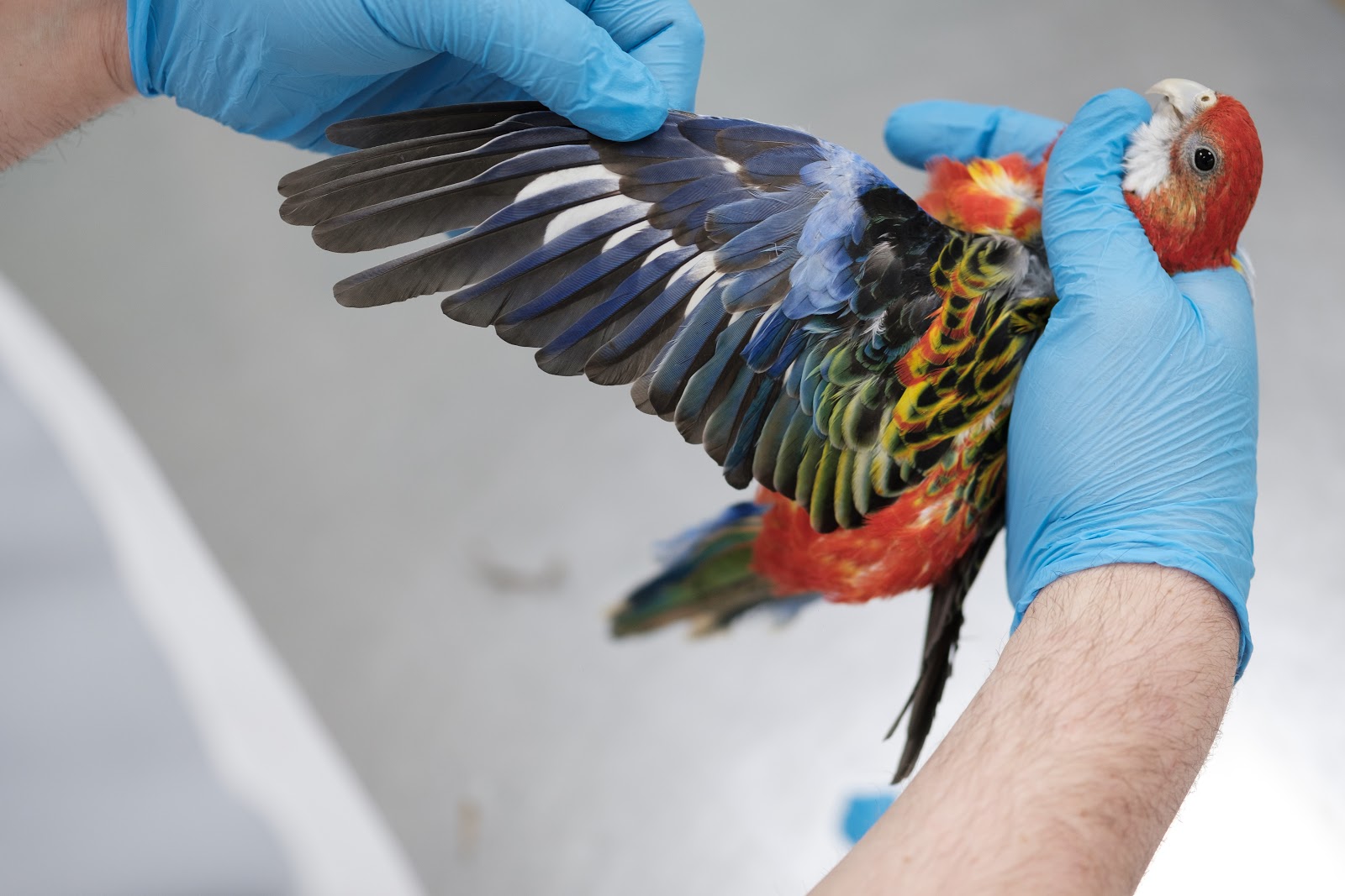 Corella parrot in vet's hands showing extended wing.