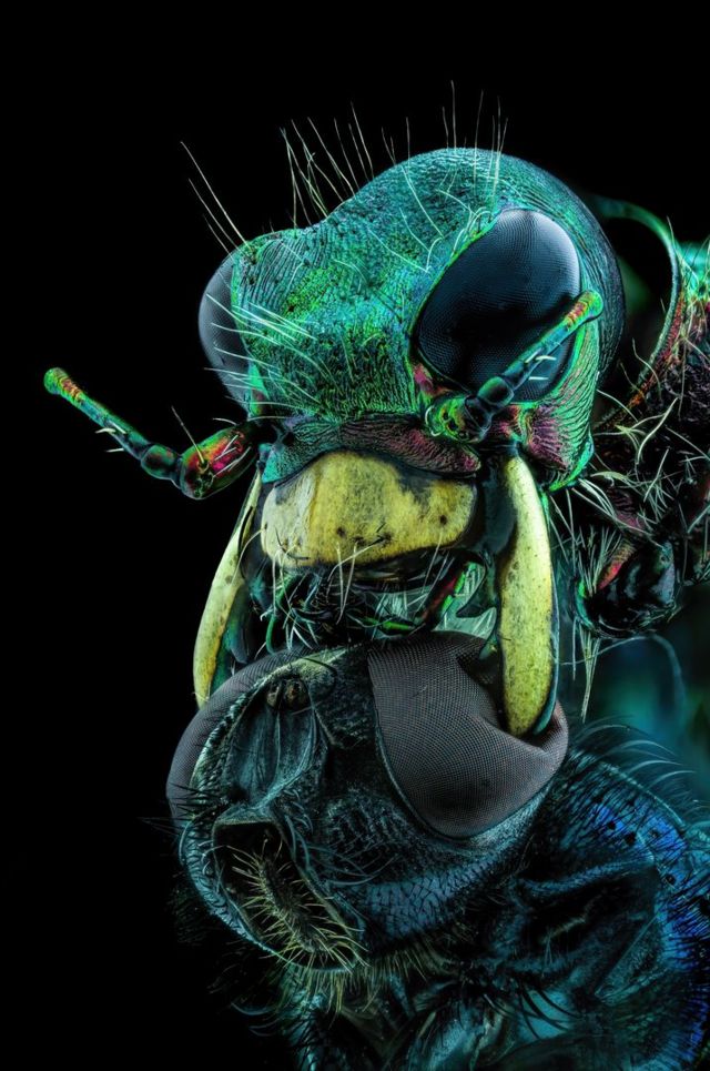 Foto microscópica de una mosca tomando a un escarabajo tigre