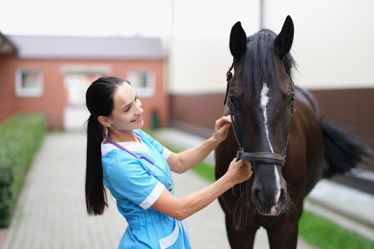 Horse Injury Care Treatments