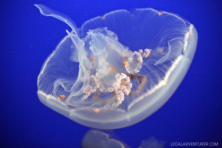 Moon Jelly Fish (13 Remarkable Species of Jellyfish at the Monterey Bay Aquarium).