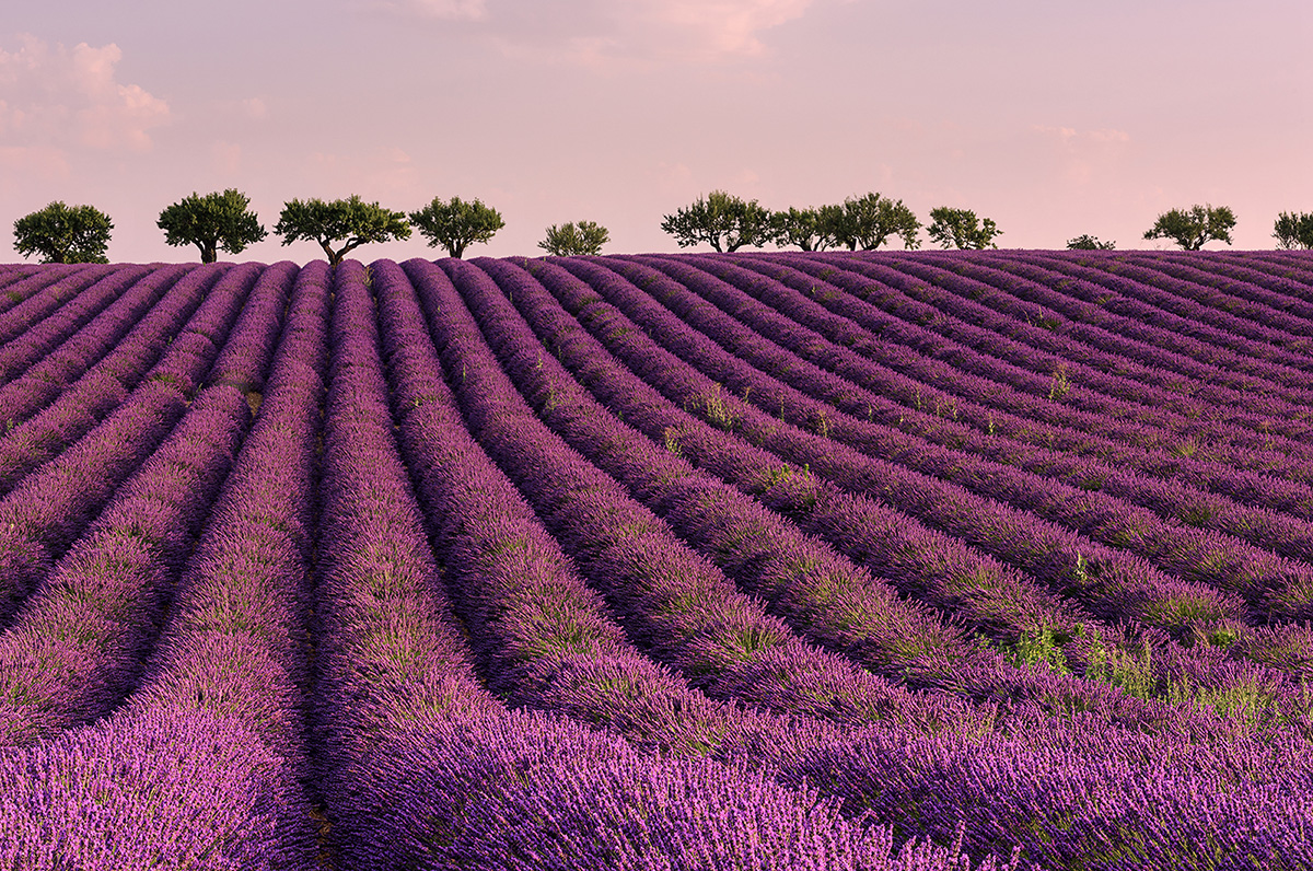 lavanda