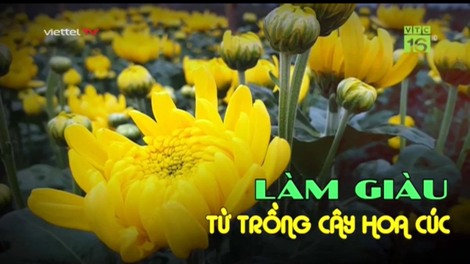 Thăm vườn - Làm giàu từ trồng cây hoa cúc