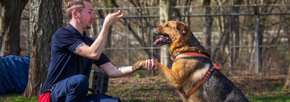 dog training tips and tricks
