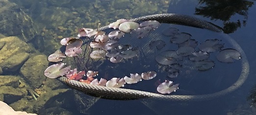 Water lilies in backyard pond landscaping