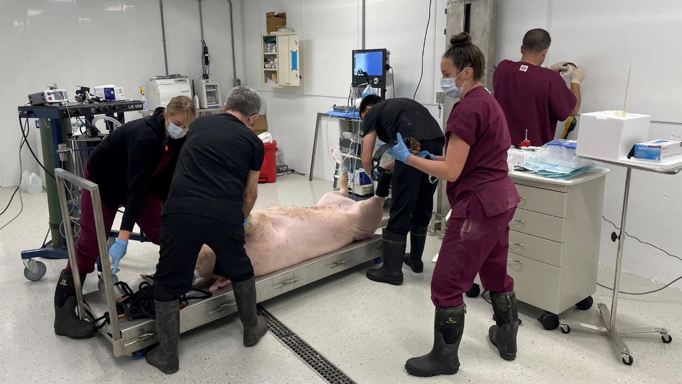 Five masked people in a lab doing tasks around a sedated donor pig laying on a metal bed